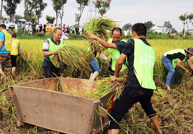 فصلوں کی کٹائی