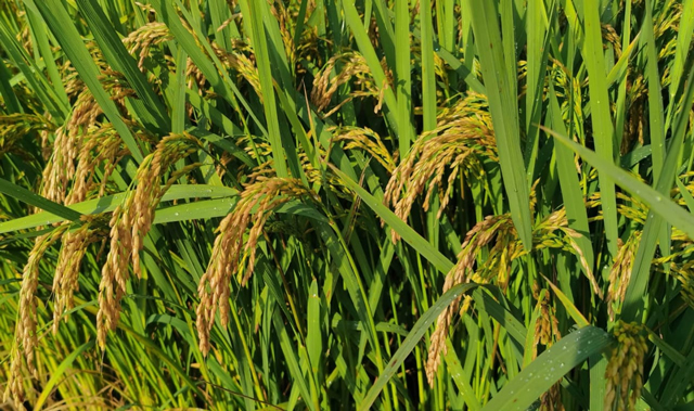 اعداد و شمار